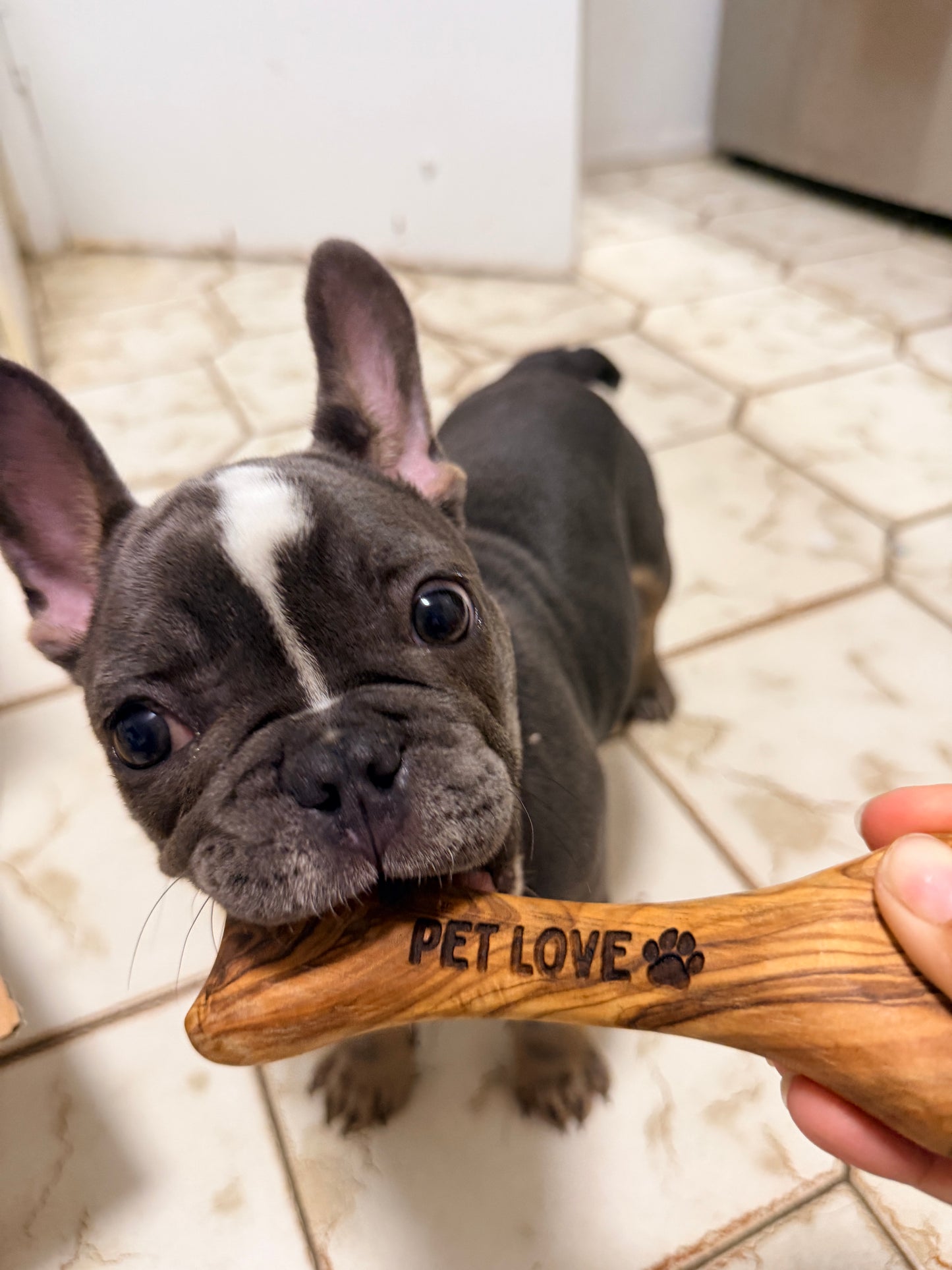 Olive Wood Dog Chew: Buy 2, Get Free Shipping