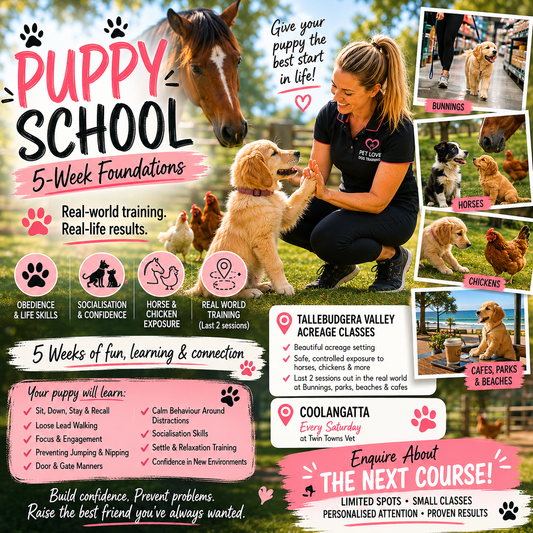 Puppy School Group: Coolangatta