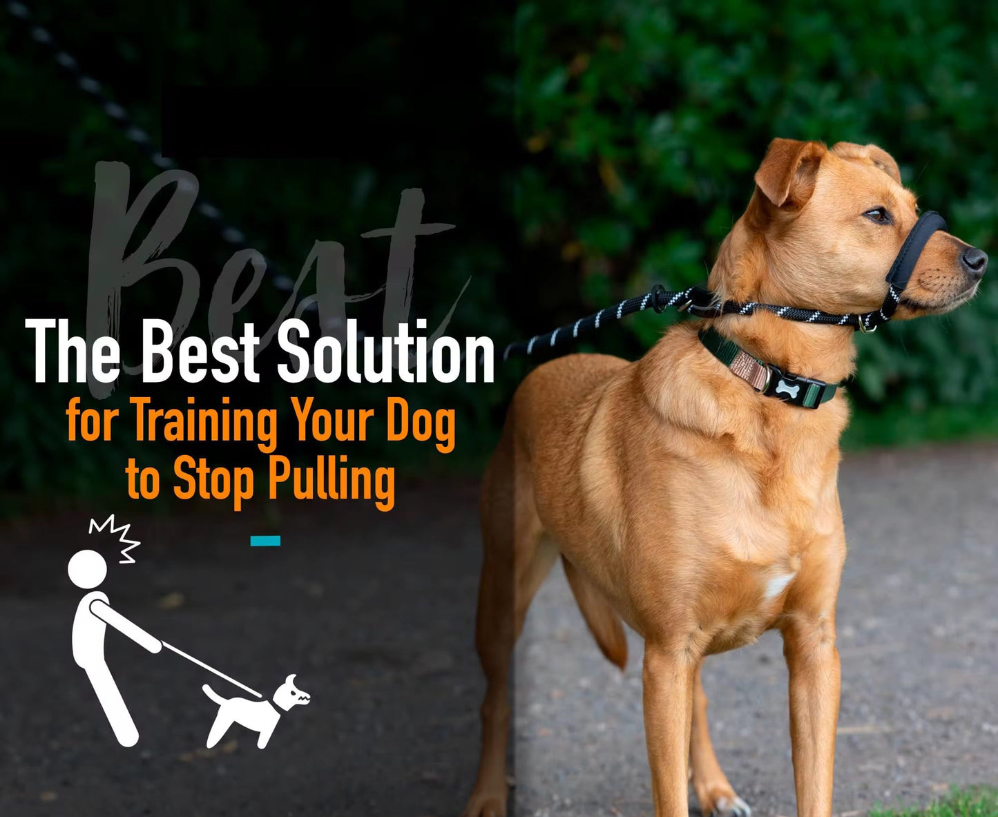 Figure 8 Padded Training Slip Leash
