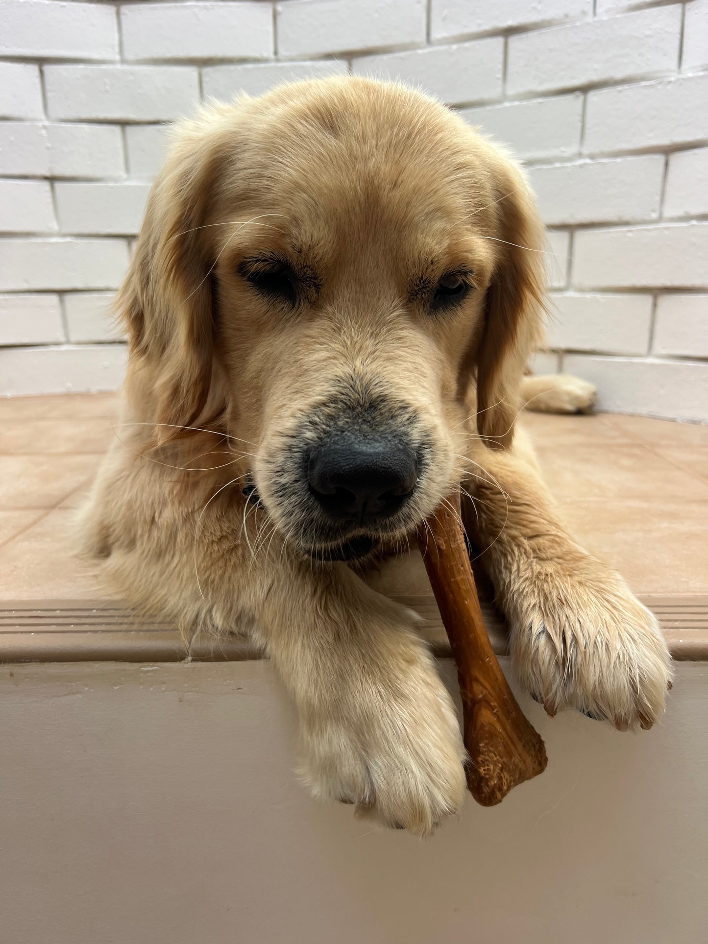 Olive Wood Dog Chew: Buy 2, Get Free Shipping