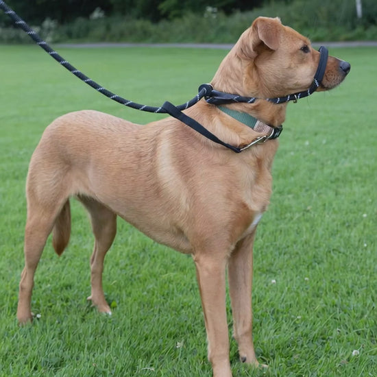 dog cannot pull forward