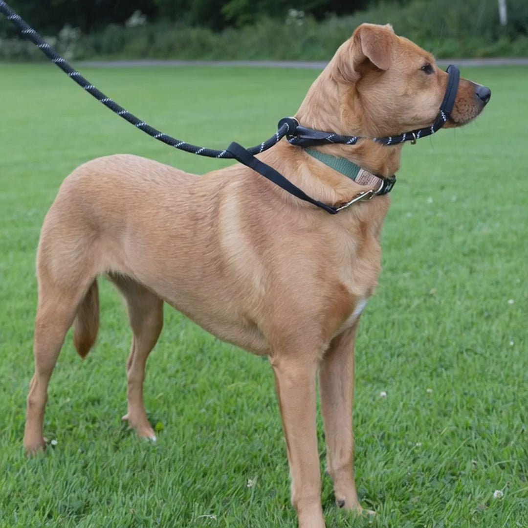 dog cannot pull forward