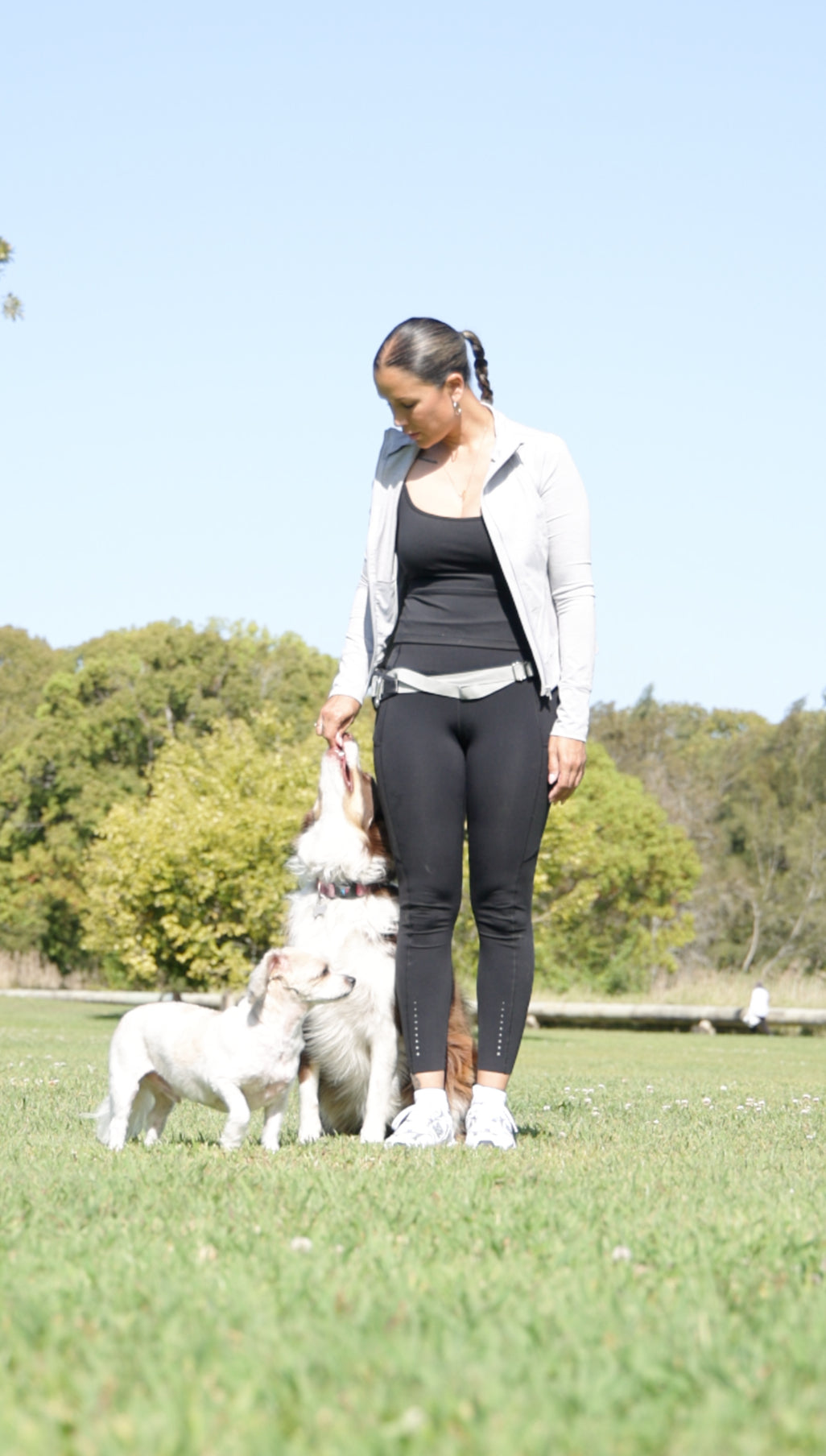 dog training and pet supplies