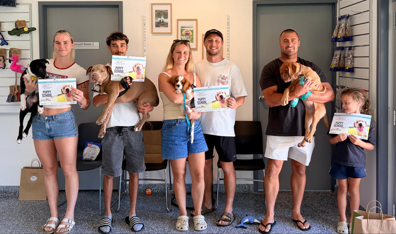 puppy school coolangatta gold coast